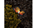 GARDEN OF EDEN 11387C Szolár LED-es kültéri pillangó, hidegfehér, 65cm