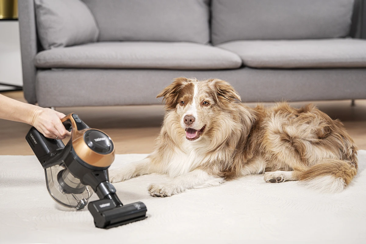 Brązowo-biały pies leży na białym dywanie, a osoba trzyma odkurzacz ręczny.