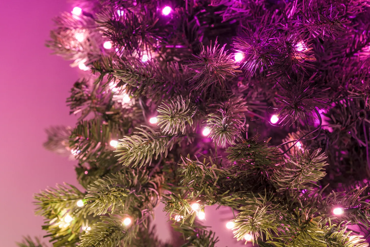 Zbliżenie zielonych igieł sosnowych ozdobionych małymi, świecącymi różowo-białymi światełkami na różowym tle.