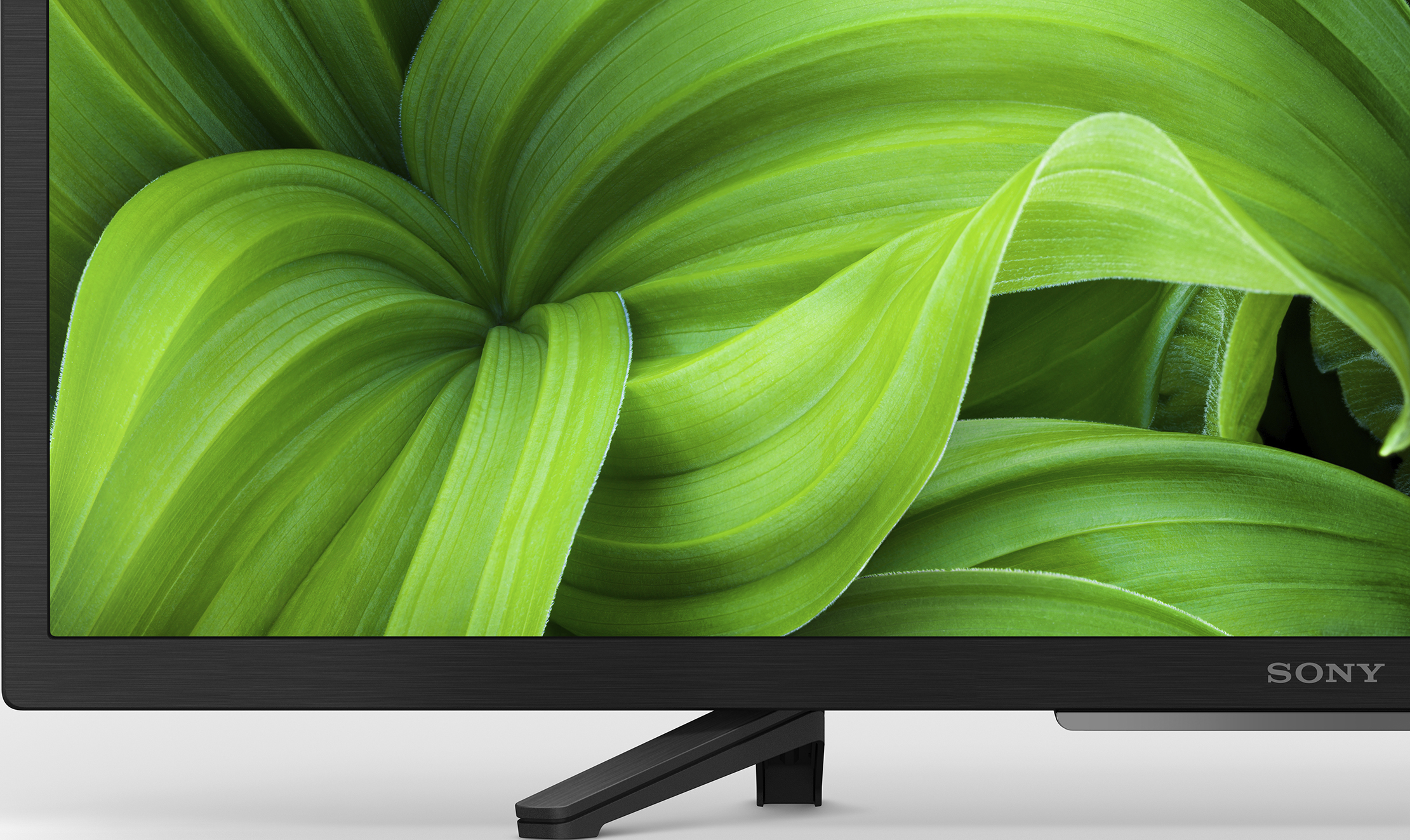Primo piano di una TV nera con foglie verdi come sfondo.