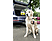 KÄRCHER OC 3+ Pet mobil kültéri mosó (1.680-018.0)