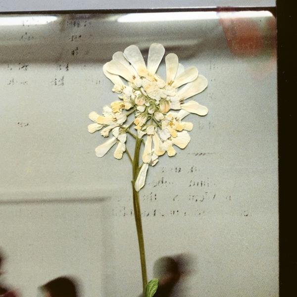 Nahaufnahme einer gepressten Blume mit weißen Blütenblättern. Der Hintergrund ist eine hellgraue Oberfläche mit Text.