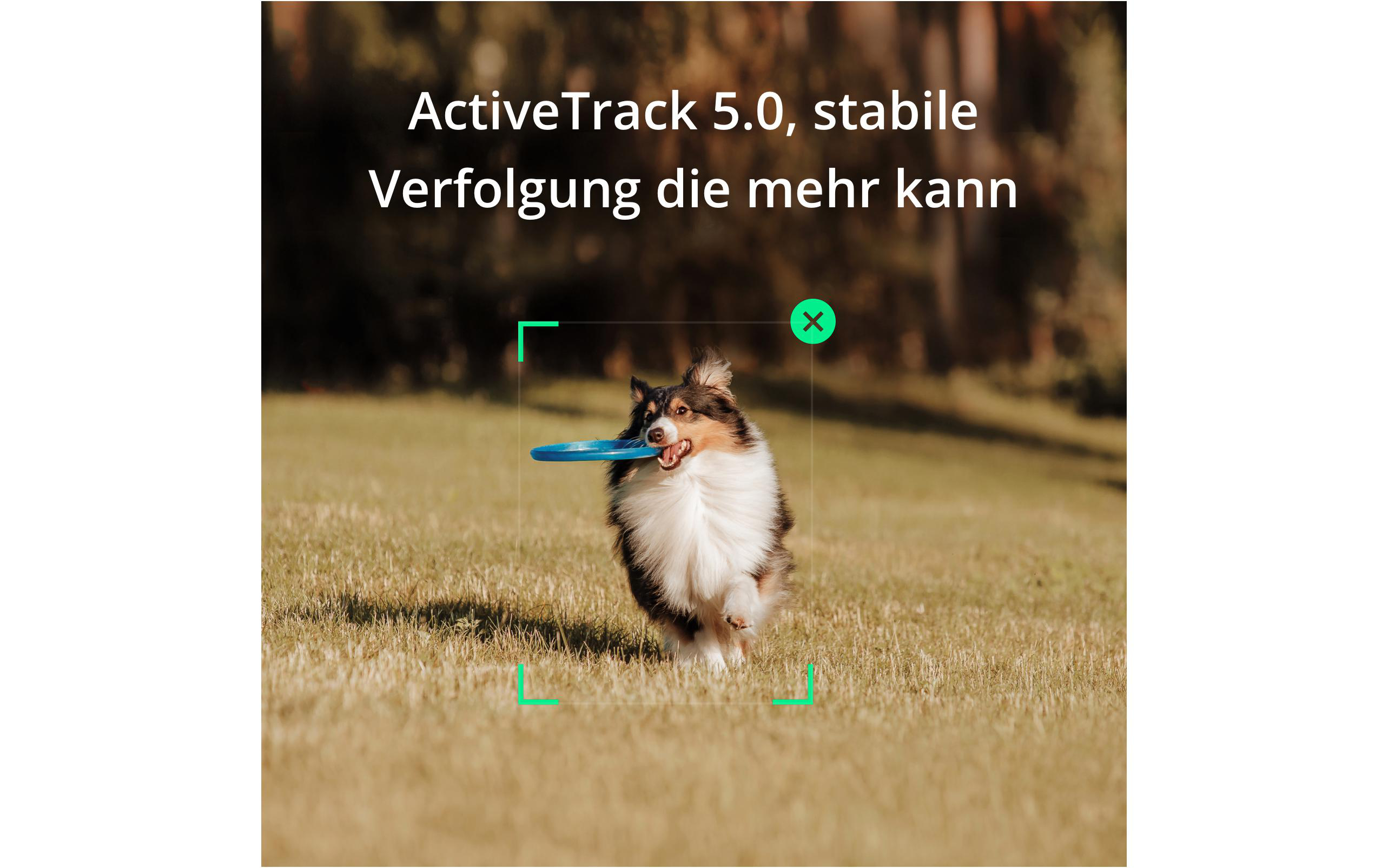 Hund rennt im Gras, umrahmt von grüner Box, mit Text über Tracking.