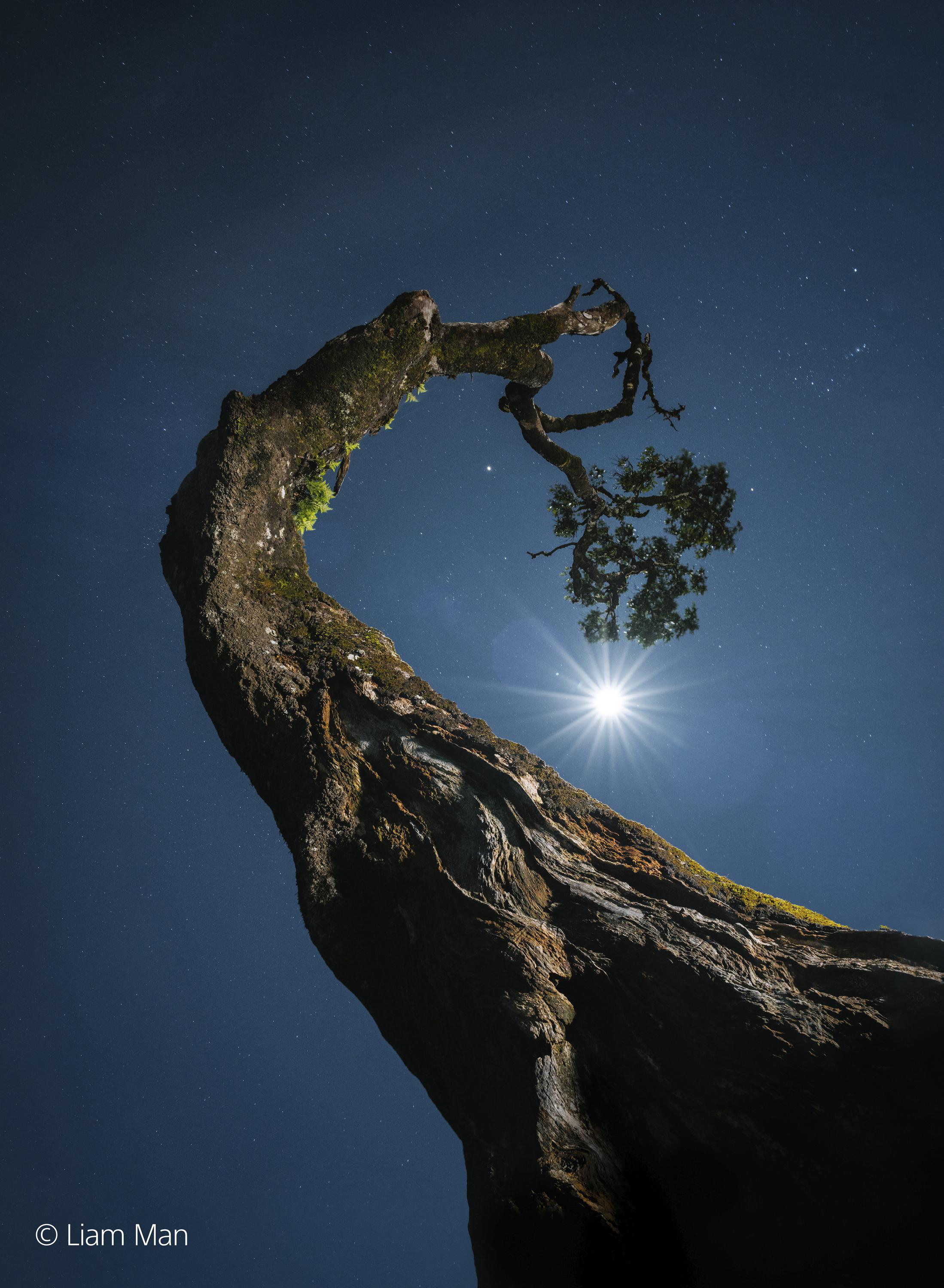 Ein Baum wölbt sich in den Nachthimmel, mit hellem Mondschein und Sternen im Hintergrund.
