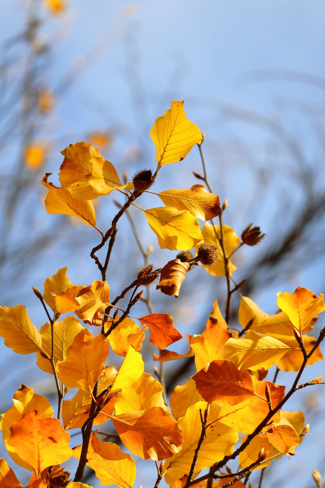 Gelbe und orangefarbene Herbstblätter mit braunen Ästen vor blauem Himmel.
