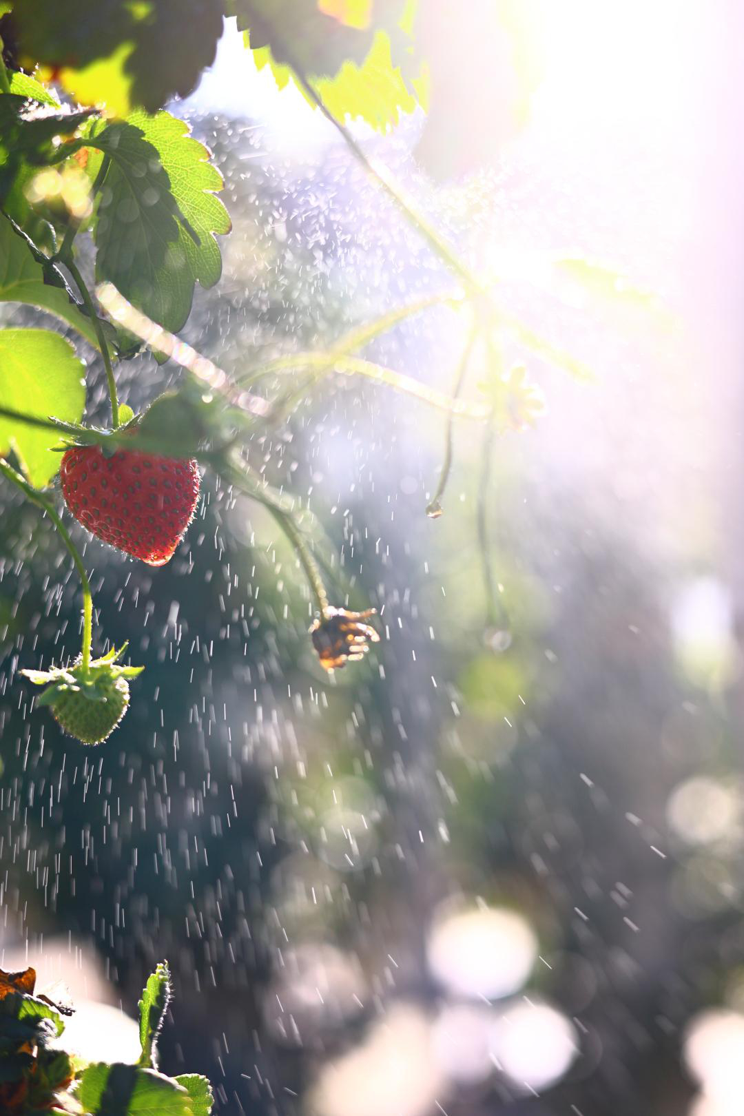 Erdbeerpflanze im Sonnenlicht, Wassertropfen, rote Frucht, grüne Blätter.