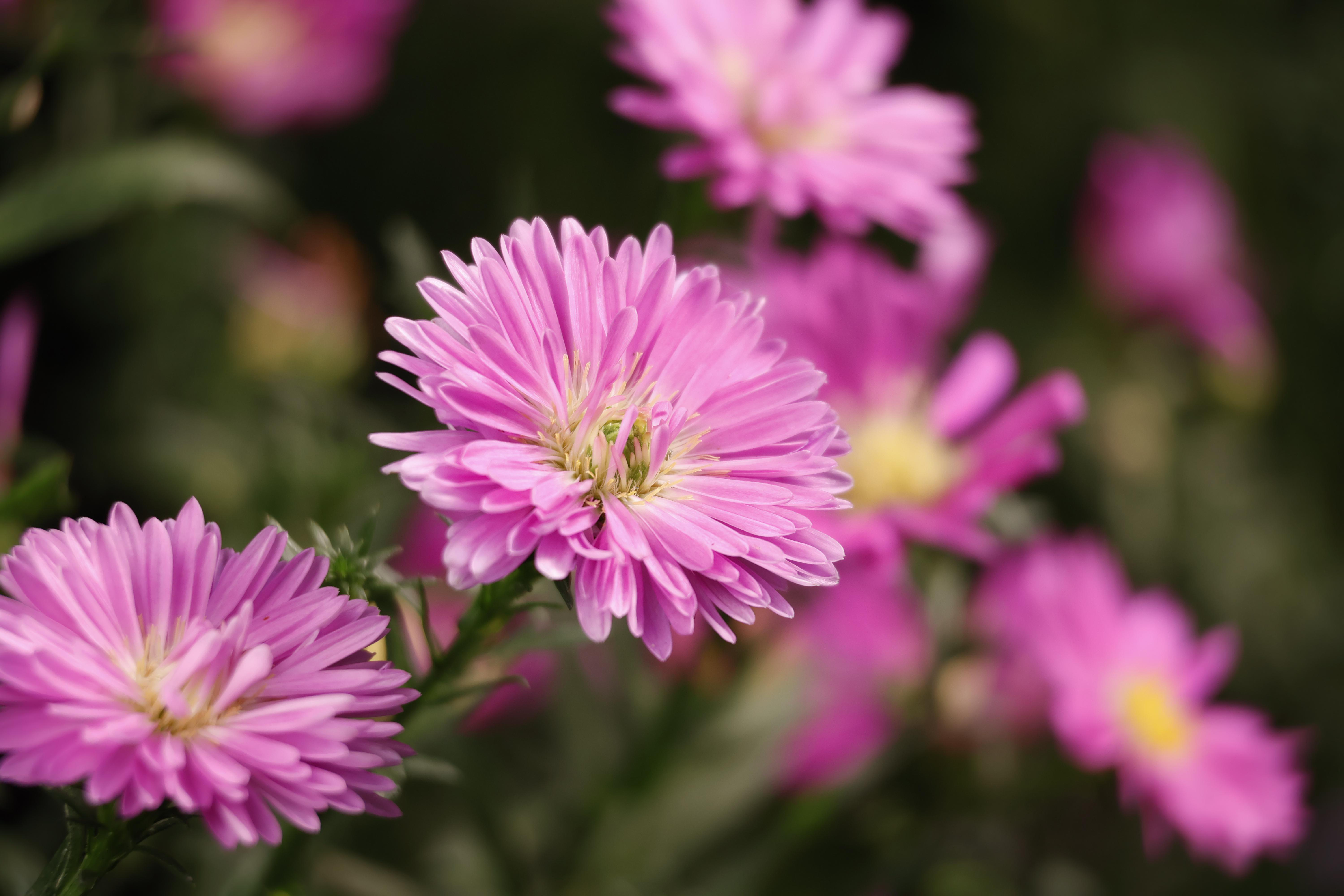 Nahaufnahme von rosa Asternblüten in einem Garten, mit unscharfem Hintergrund.