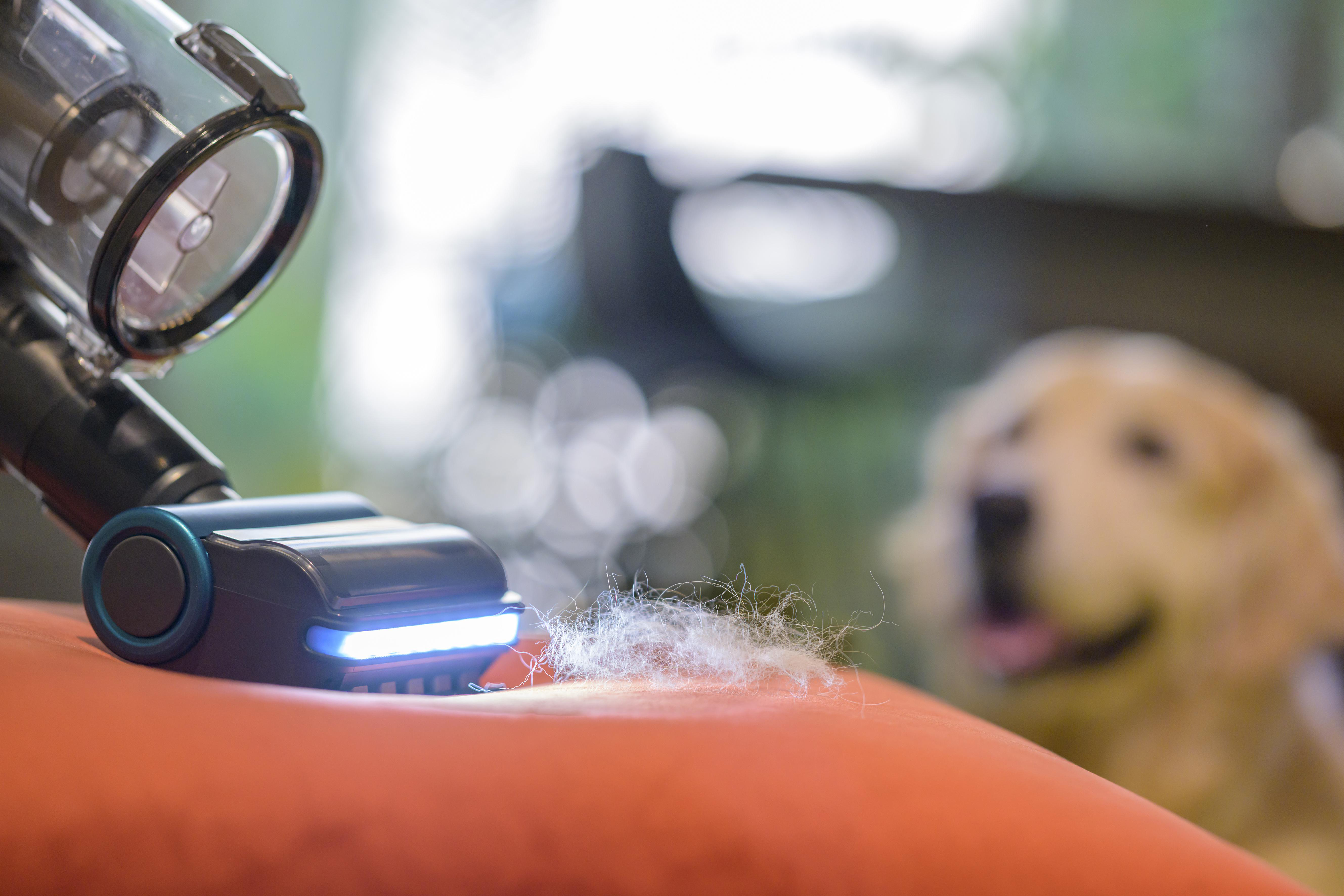 Staubsauger, der Hundehaare von einer Couch entfernt, Hund im Hintergrund.