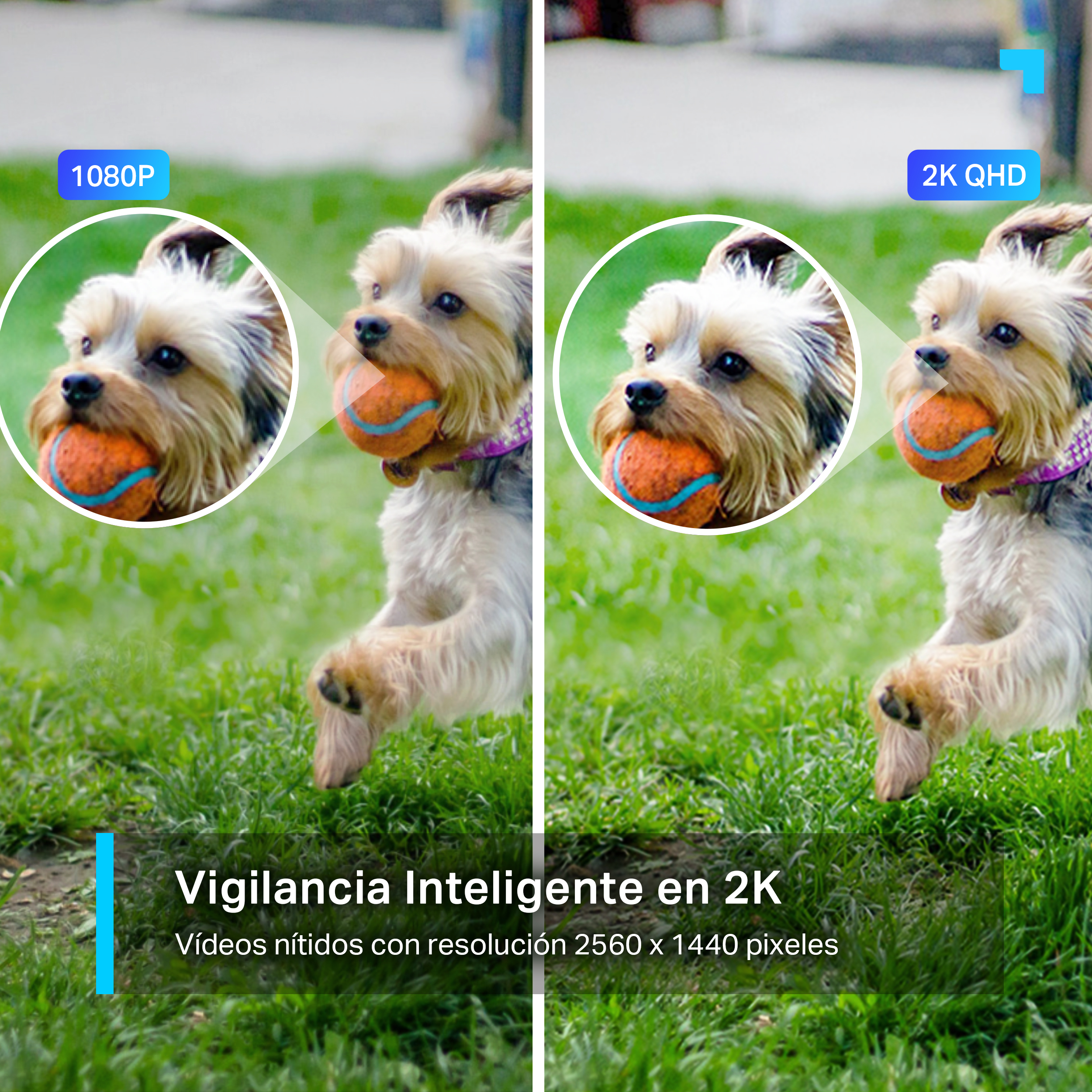 Dos imágenes comparando la resolución 1080P y 2K QHD de un perro con una pelota en la boca.