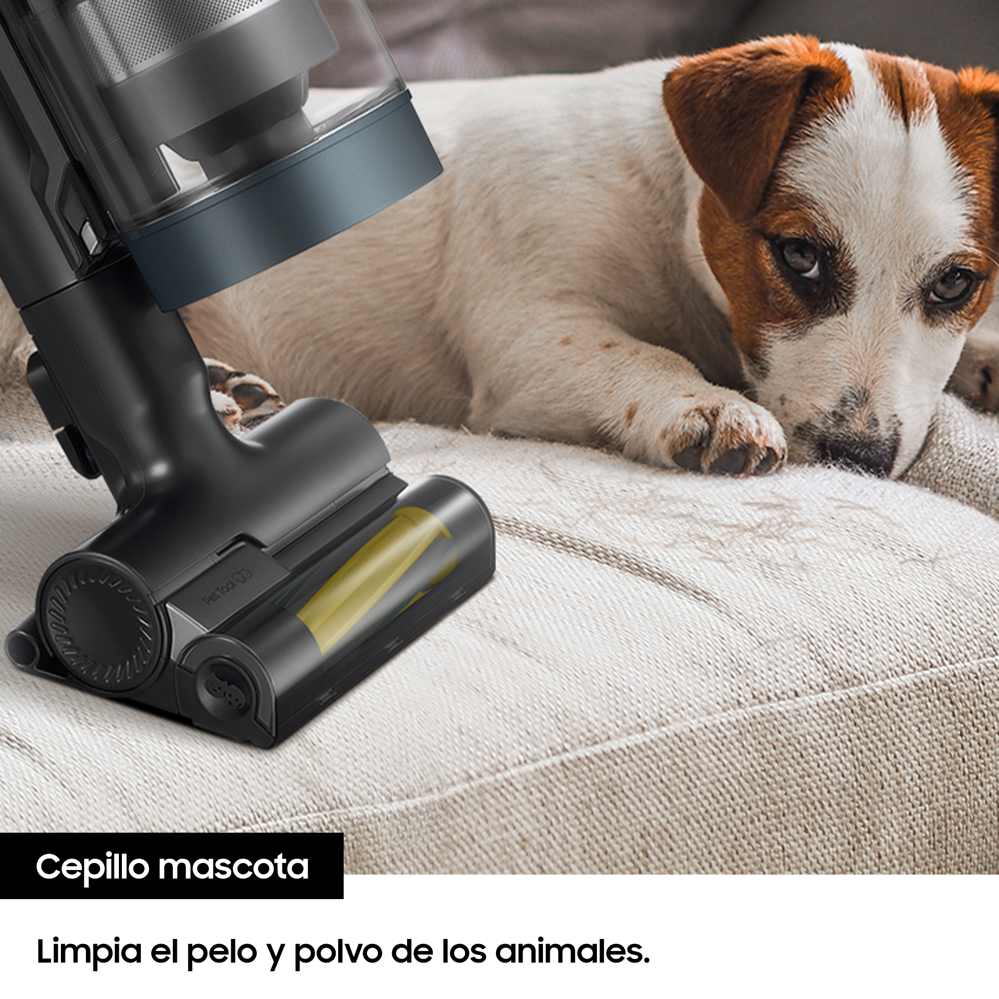 Un cabezal de aspiradora limpia un sofá beige con un Jack Russell terrier al fondo.