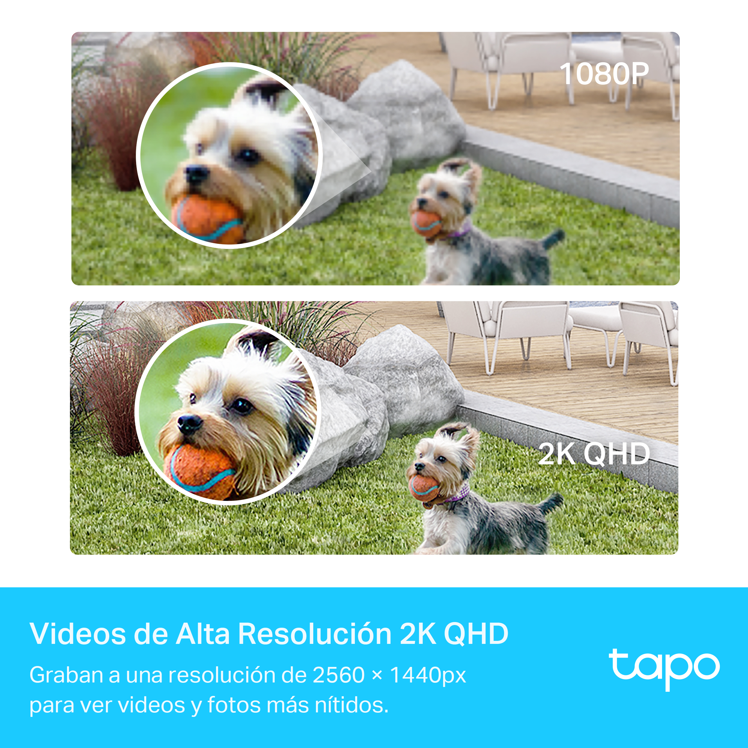 Imagen que muestra la comparación de resolución 2K QHD con un perro en la imagen.