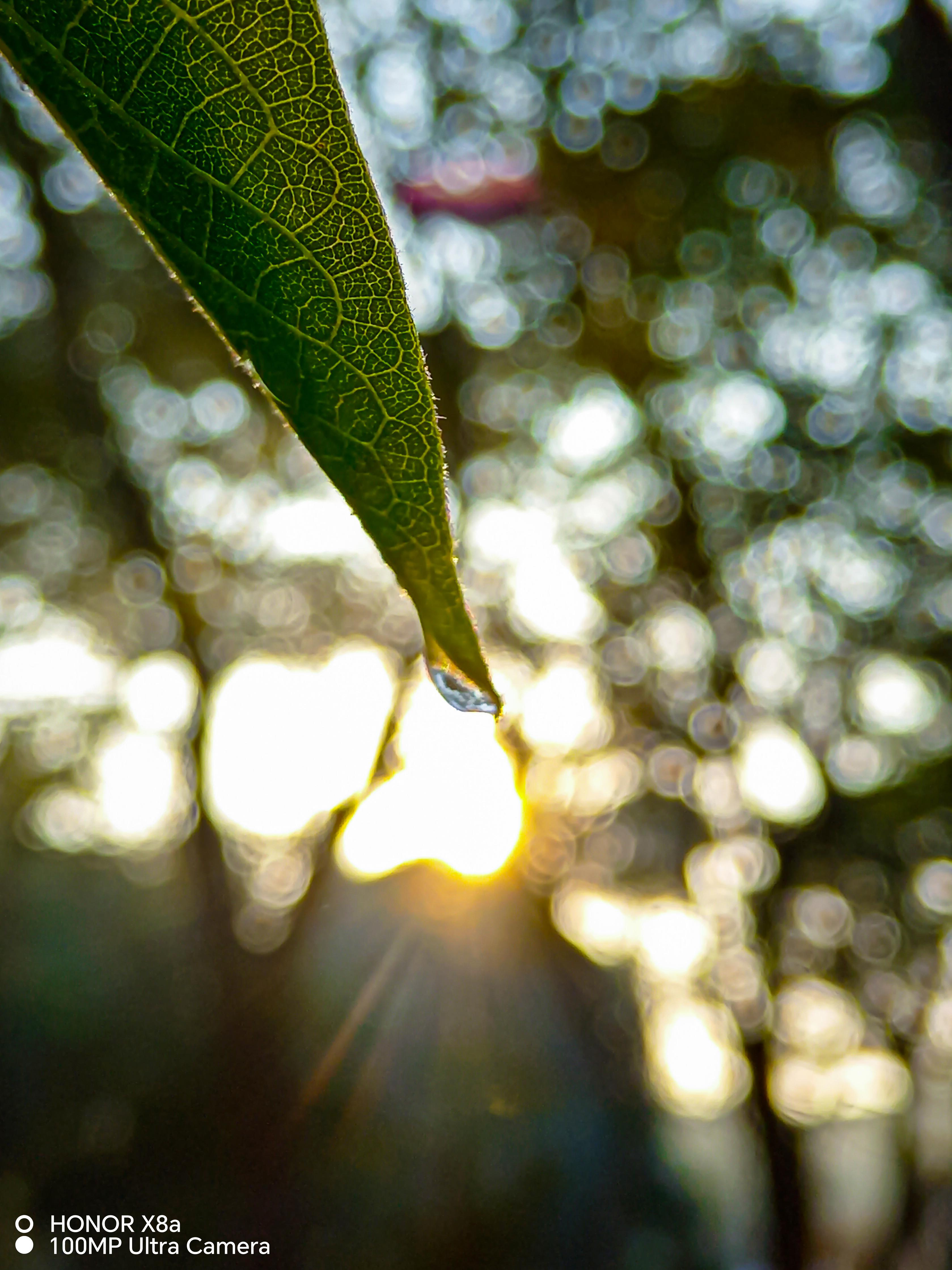 Grünes Blatt mit Wassertröpfchen, Sonne scheint durch den Hintergrund.