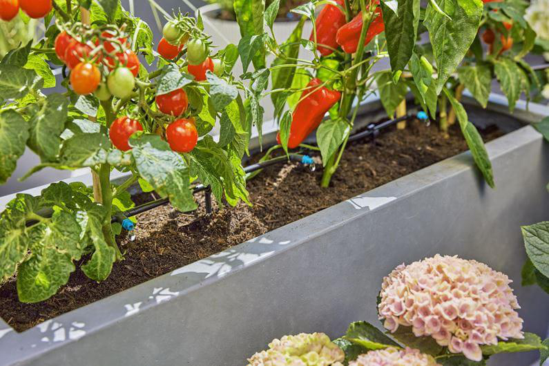Tomatenpflanzen mit roten Tomaten und Paprika wachsen in einem grauen Pflanzgefäß mit einer rosa Blume.