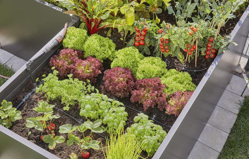 Ein erhöhtes Beet mit verschiedenen Pflanzen und Tomaten. Die Pflanzen sind in Reihen.