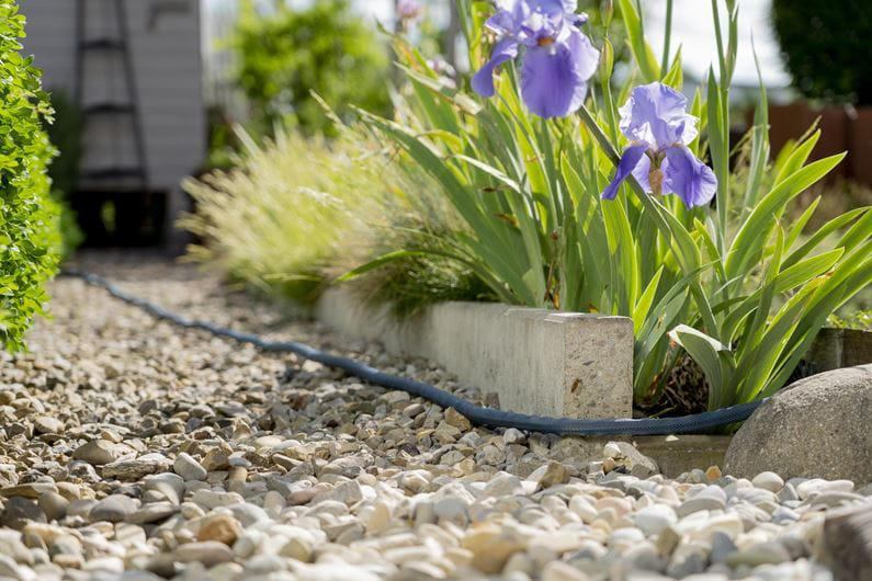 Gartenszene, Schotterweg, Iris, grüne Pflanzen und ein blauer Schlauch.