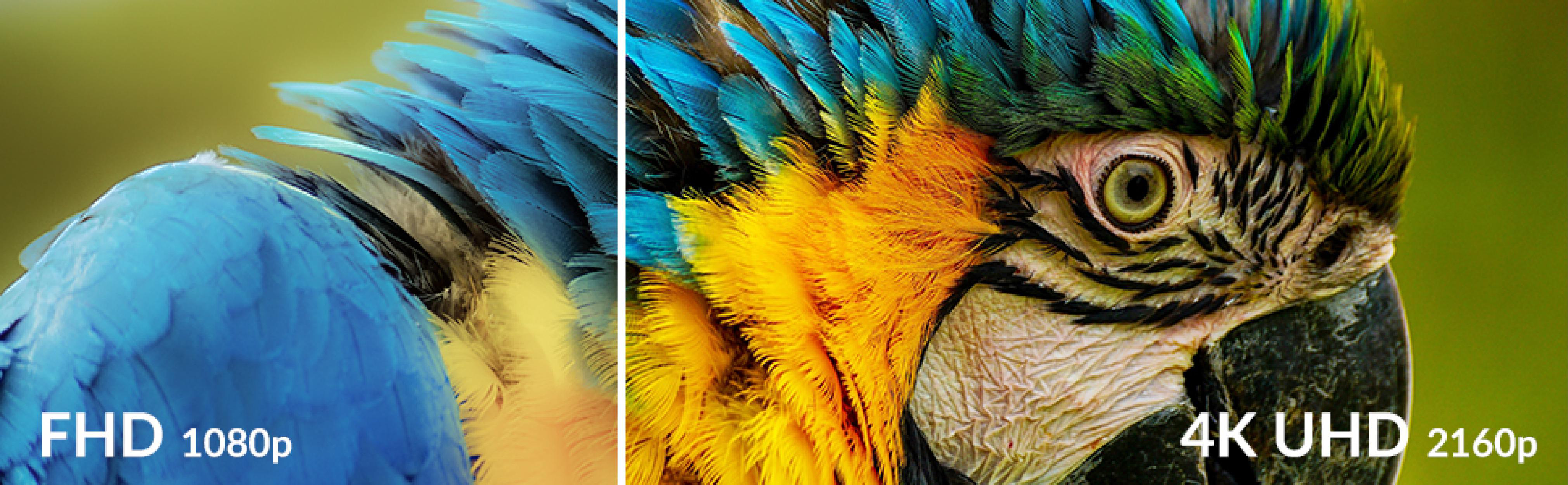 Papageienfedern-Vergleich. 1080p FHD vs. 2160p 4K UHD. Nahaufnahme.