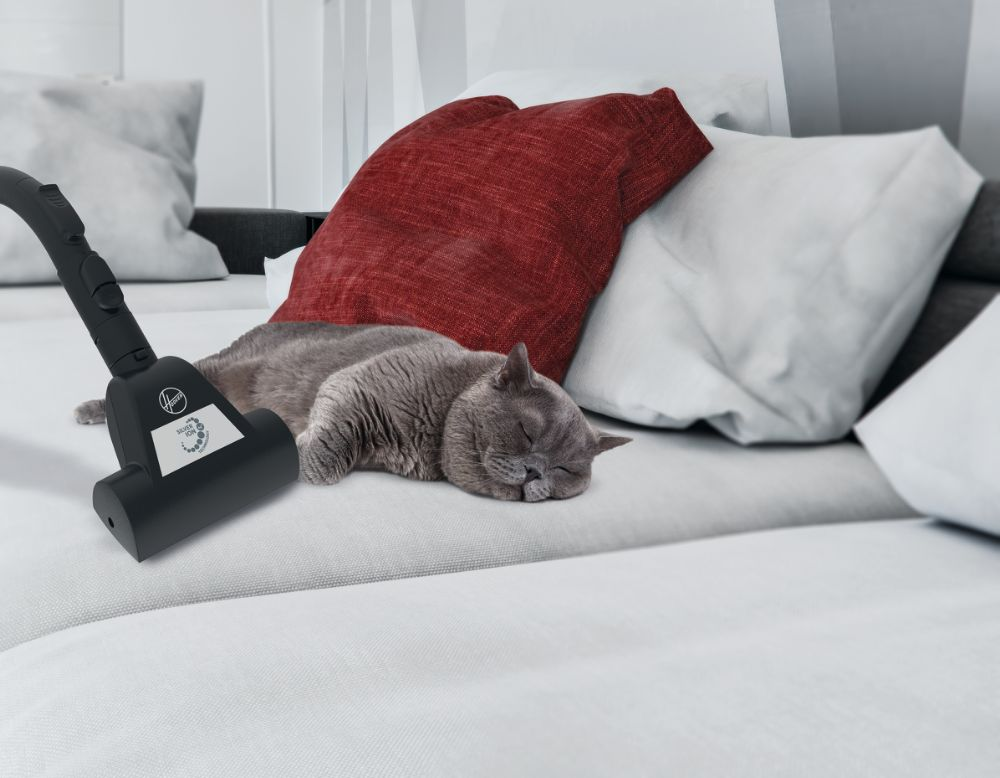 Staubsaugerkopf auf Sofa, Katze schläft auf Kissen.