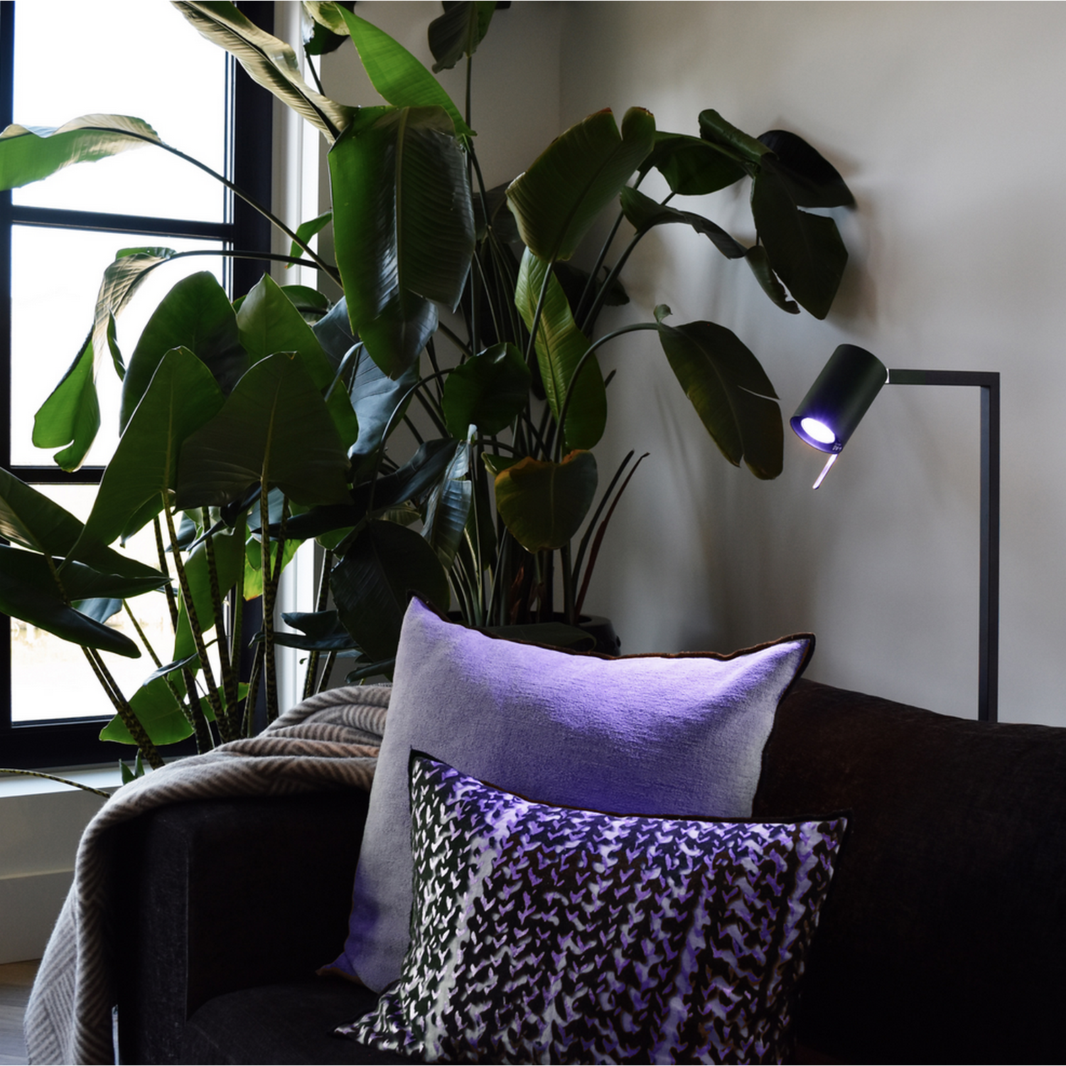 A sofa with pillows and a blanket, a large plant, and a lamp shining purple light. A window is in the background.