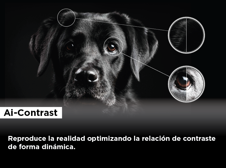 Primer plano de la cara de un perro negro con diagramas que muestran detalles de mejora del contraste.