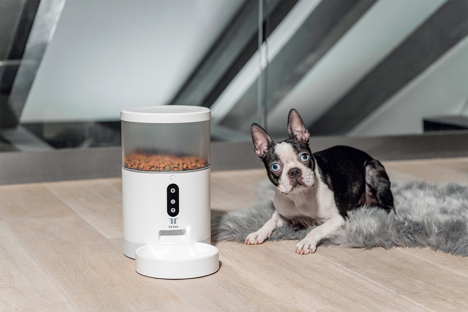 Egy Boston terrier kutya a kamerába néz egy fehér etető közelében, amiben étel van.