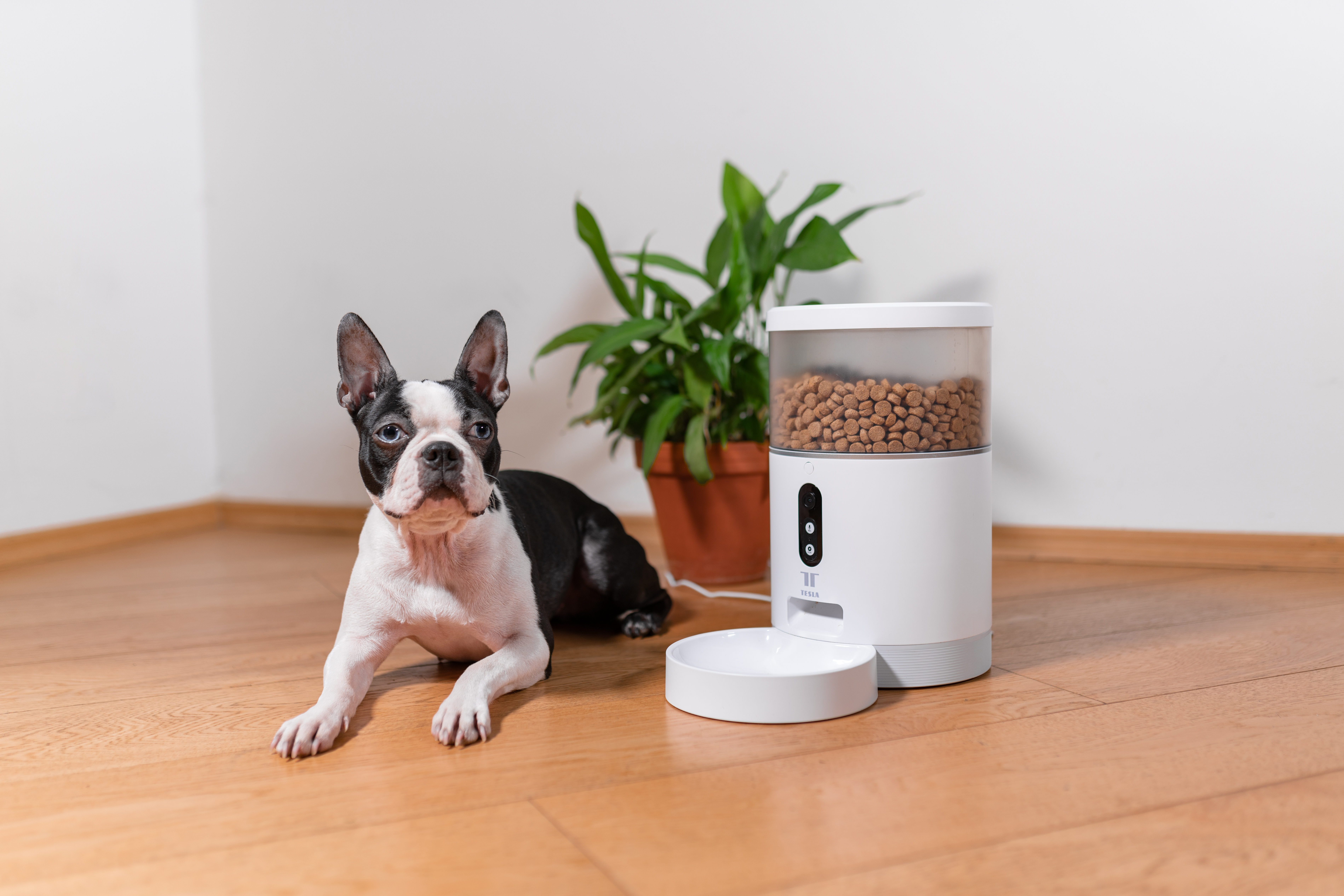 Egy Boston terrier fekszik a fapadlón egy ételadagoló és egy növény közelében.