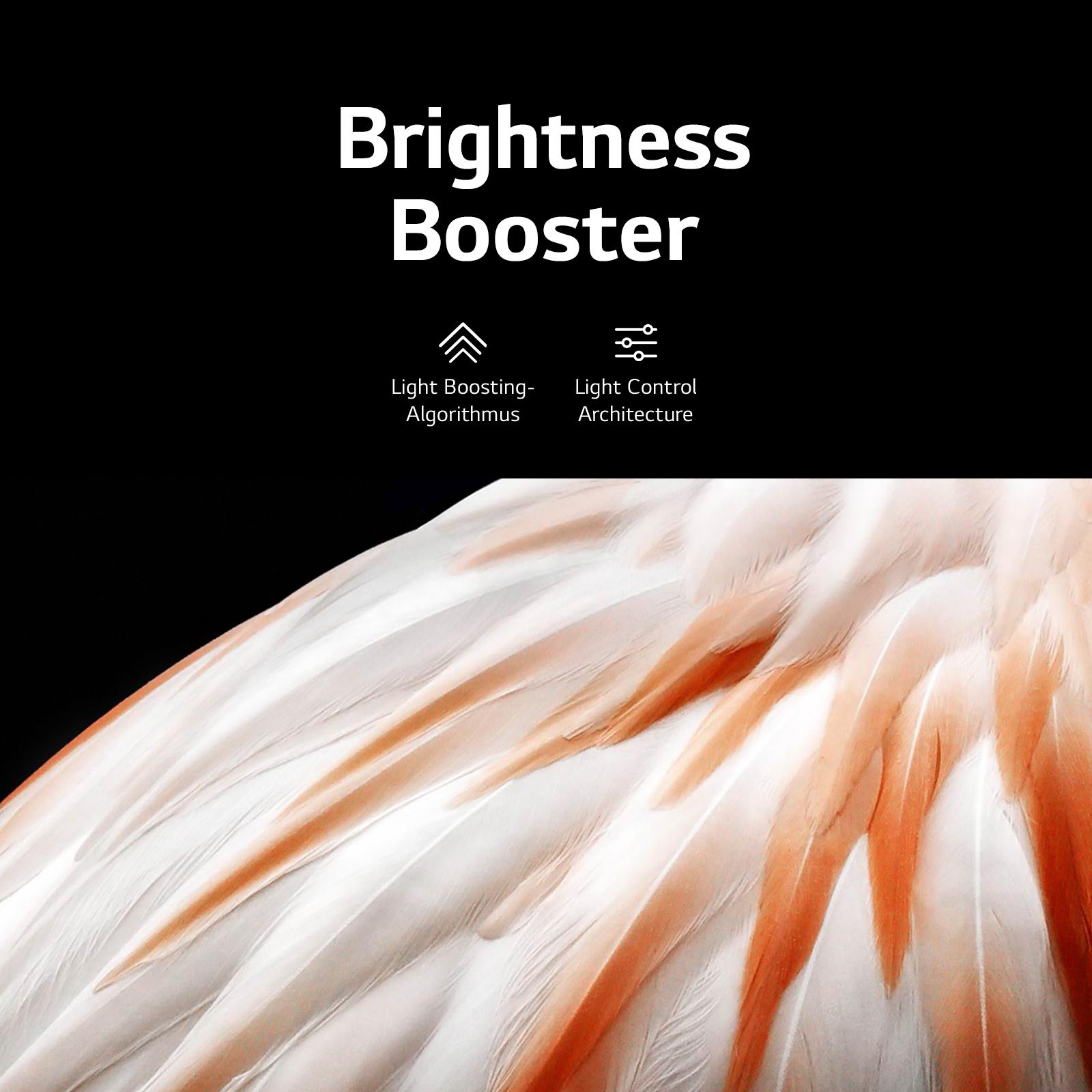 Text-Overlay mit "Brightness Booster" und zwei Symbolen über einer Feder.