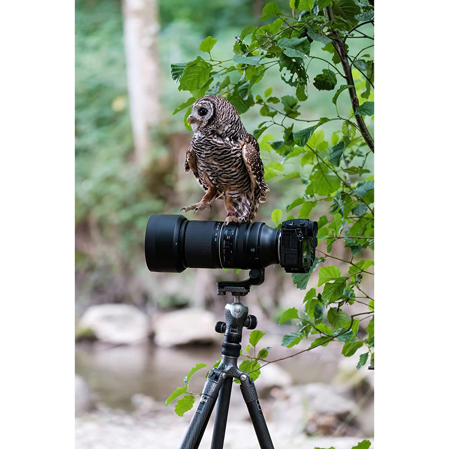 Un gufo appollaiato su un obiettivo di una fotocamera su un treppiede. Foglie verdi sullo sfondo.