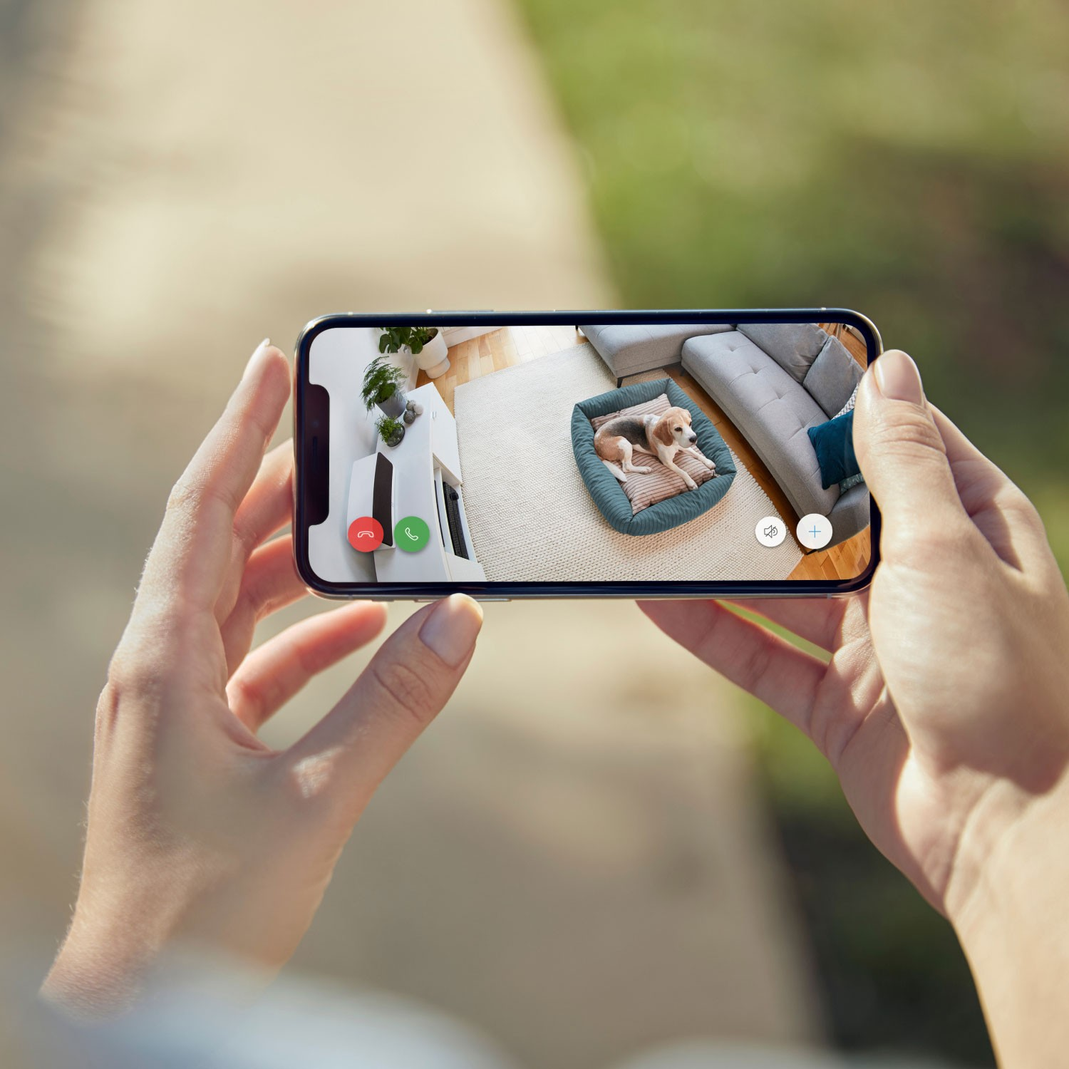 Mains tenant un téléphone montrant un chien dans un lit dans un salon, herbe verte en arrière-plan.