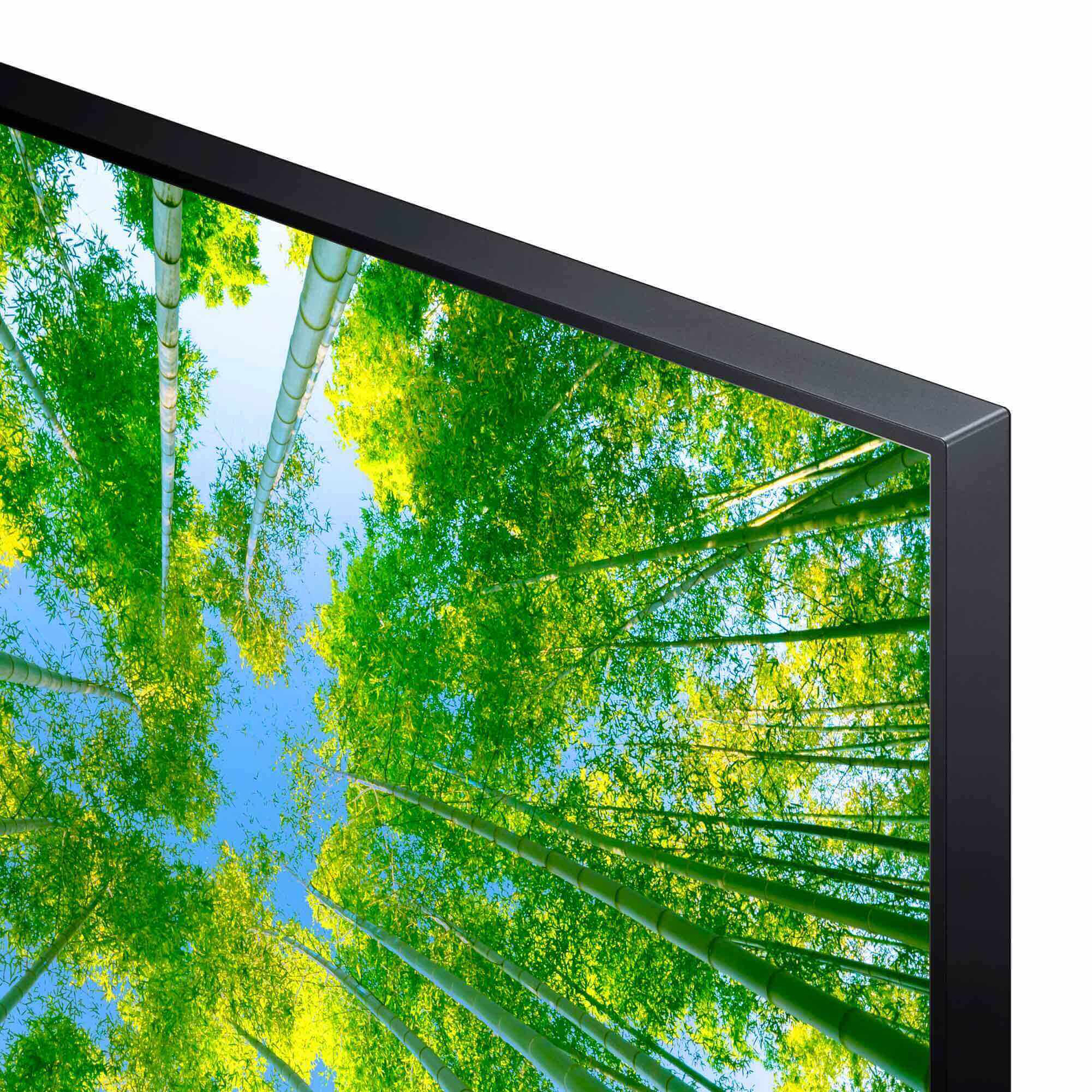 Primer plano de una pantalla de TV que muestra bambúes contra un cielo azul.