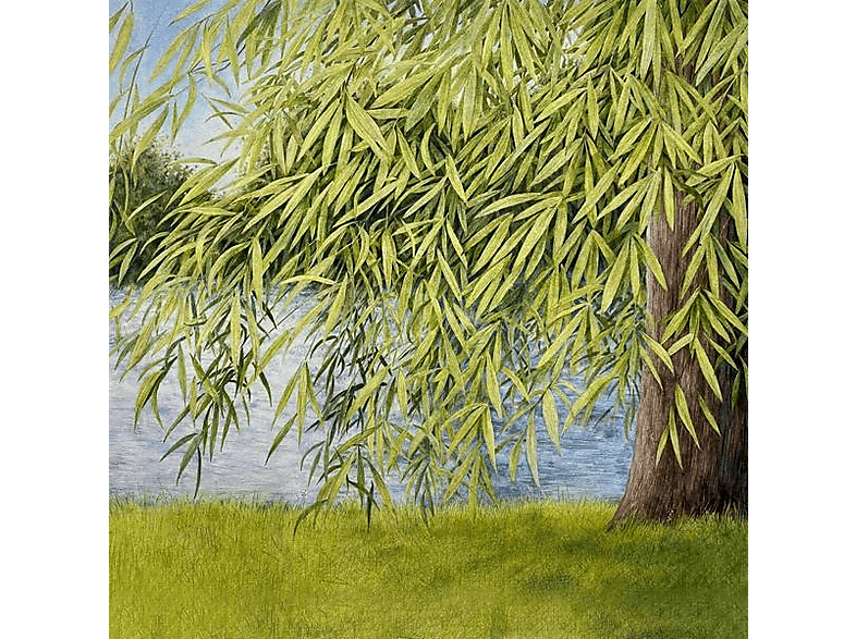 Martin/thomm Jutt Simpson | Nothing but Green Willow - (CD) | SATURN