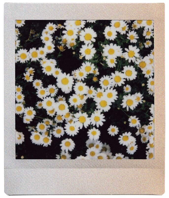 Zdjęcie Polaroid wielu białych stokrotek z żółtymi środkami na ciemnym tle.