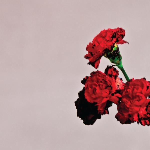 Drei rote Nelkenblumen. Sie sind vor einem weißen und rosa Hintergrund.