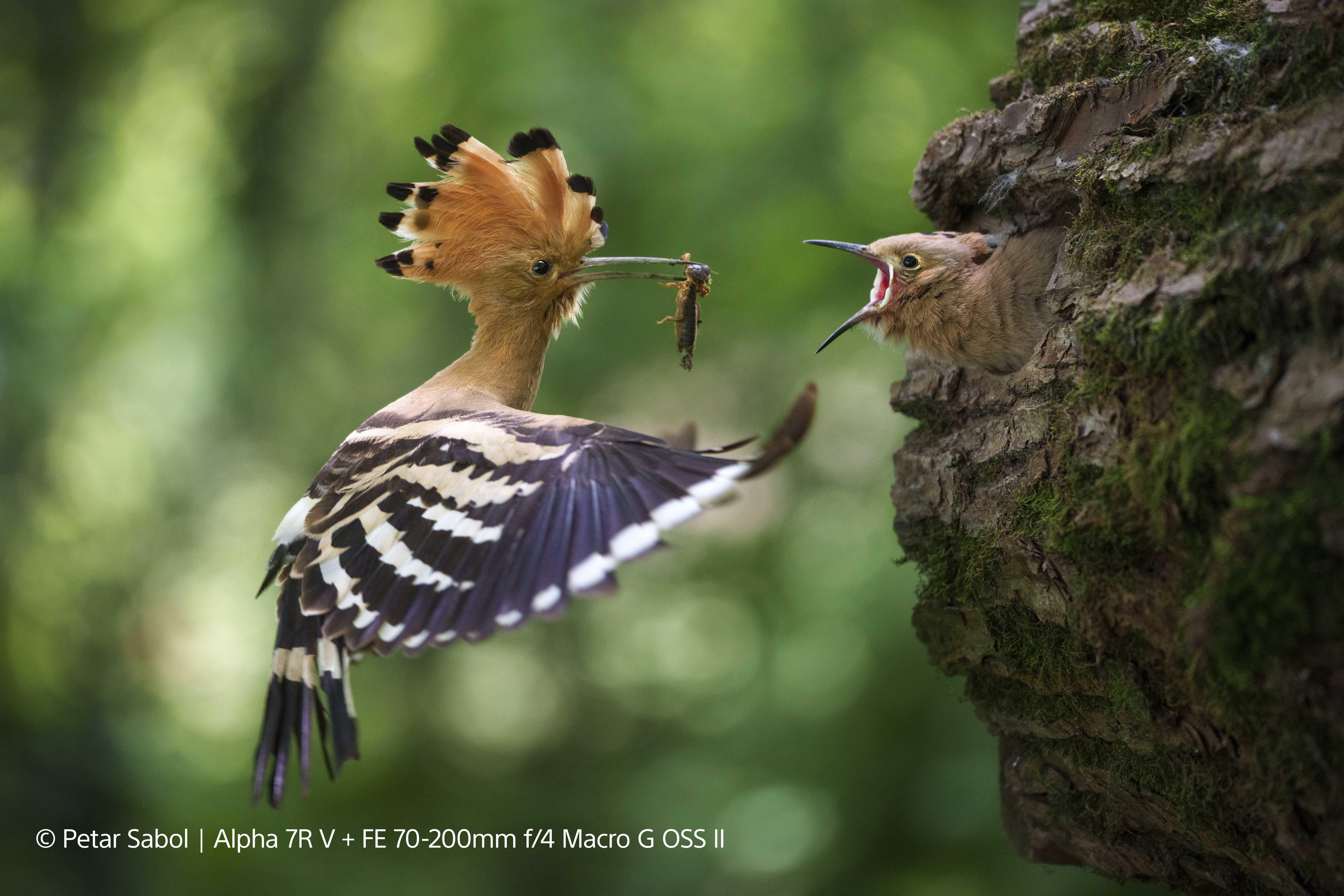 Ein Vogel füttert ein Küken an einem Baum nest. Der Vogel ist im Flug.