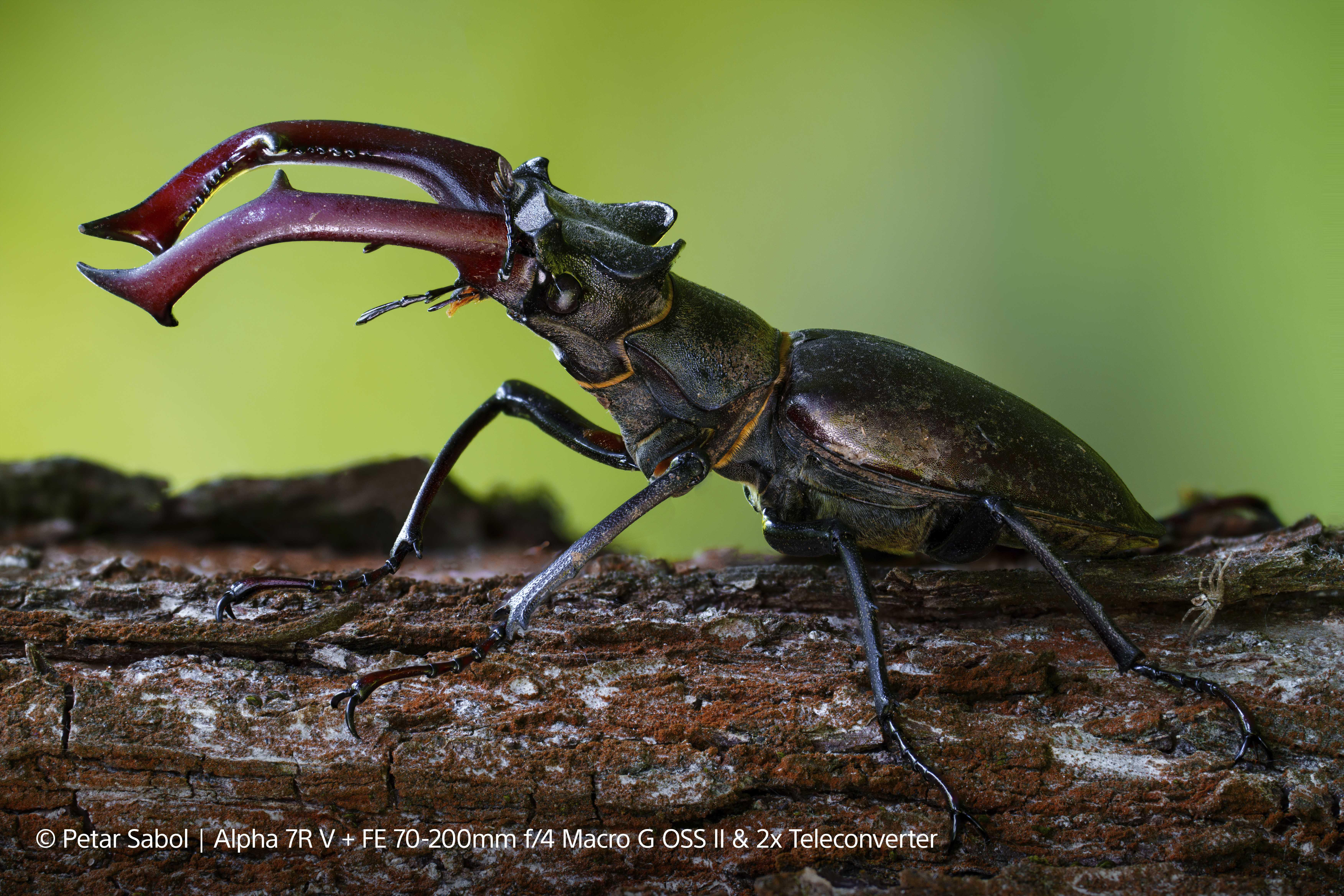 Hirschkäfer auf einem Baumstamm, mit großen Mandibeln, Makrofotografie.