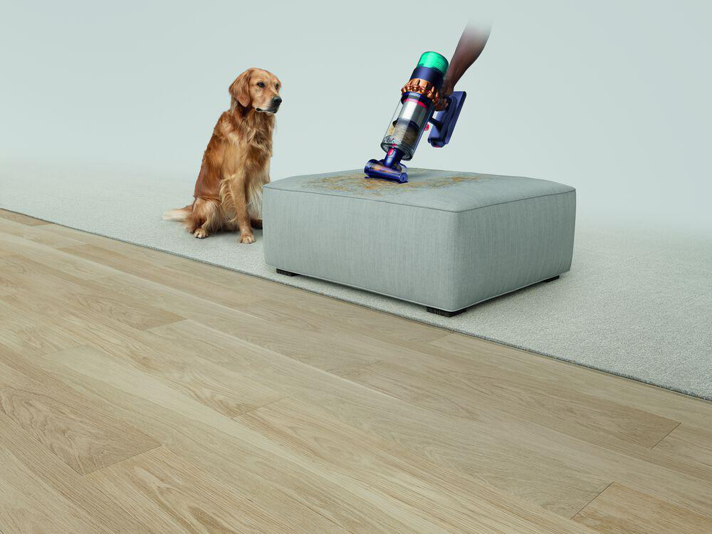 Ein Golden Retriever sitzt neben einem grauen Hocker, der mit einem Staubsauger abgesaugt wird.