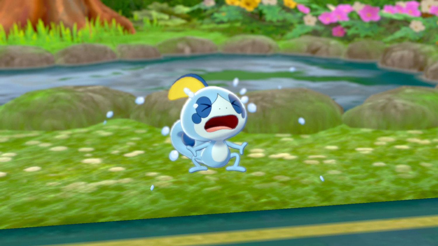 Een Pokemon, Sobble, huilt in een vijver, met waterdruppels eromheen. Groen gras en rotsen omringen het.
