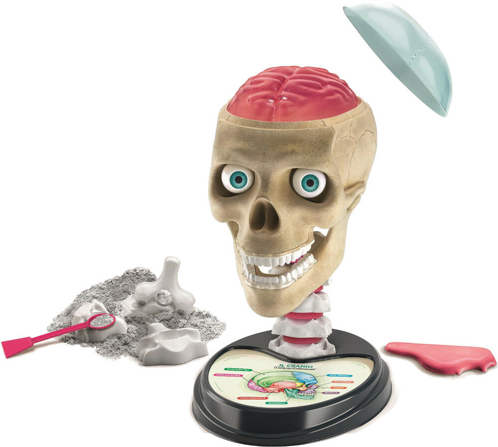 Zabawka CLEMENTONI Anatomia 50697
