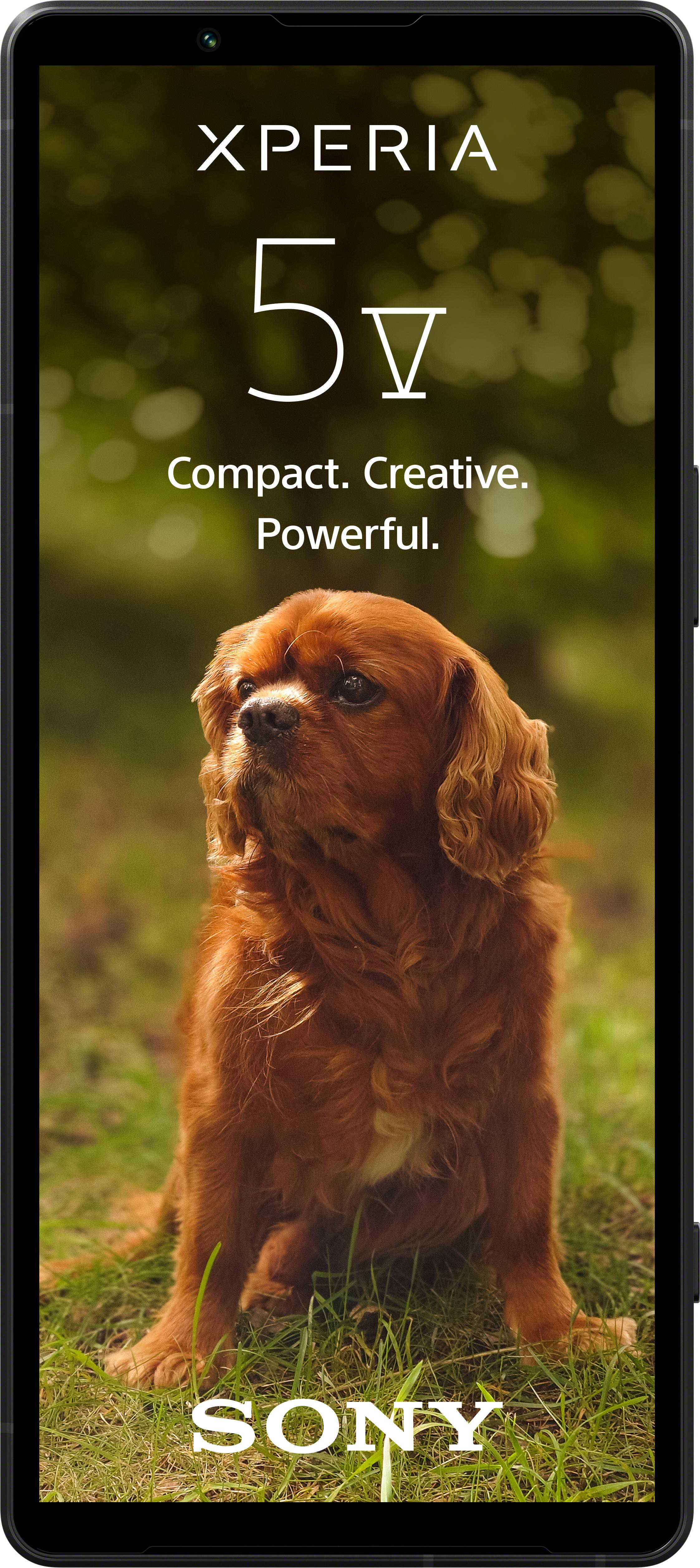 Xperia 5V-Telefon zeigt einen Cavalier King Charles Spaniel Hund, der auf Gras sitzt, verschwommener Hintergrund.