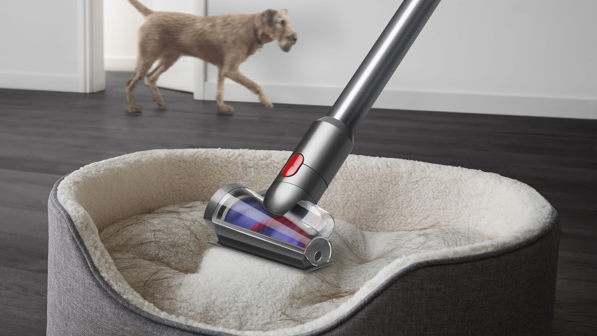 Elektrikli süpürge, bir köpek yatağını temizliyor. Arka planda bir köpek yürüyor.
