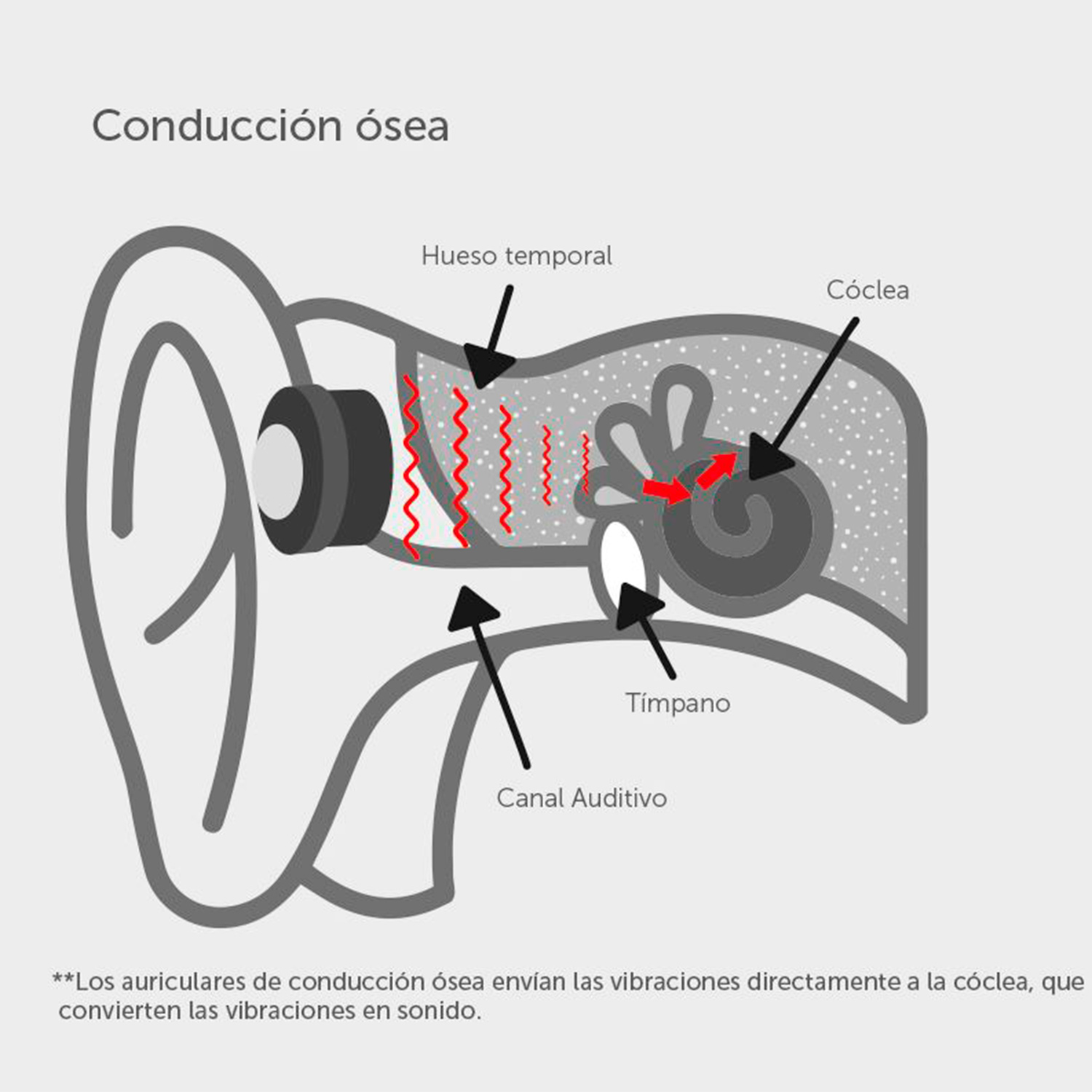 Diagrama del oído que muestra la conducción ósea. Incluye etiquetas para las partes del oído.