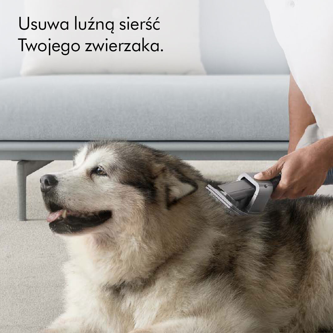 Pies pielęgnowany za pomocą narzędzia do usuwania sierści, w pomieszczeniach.