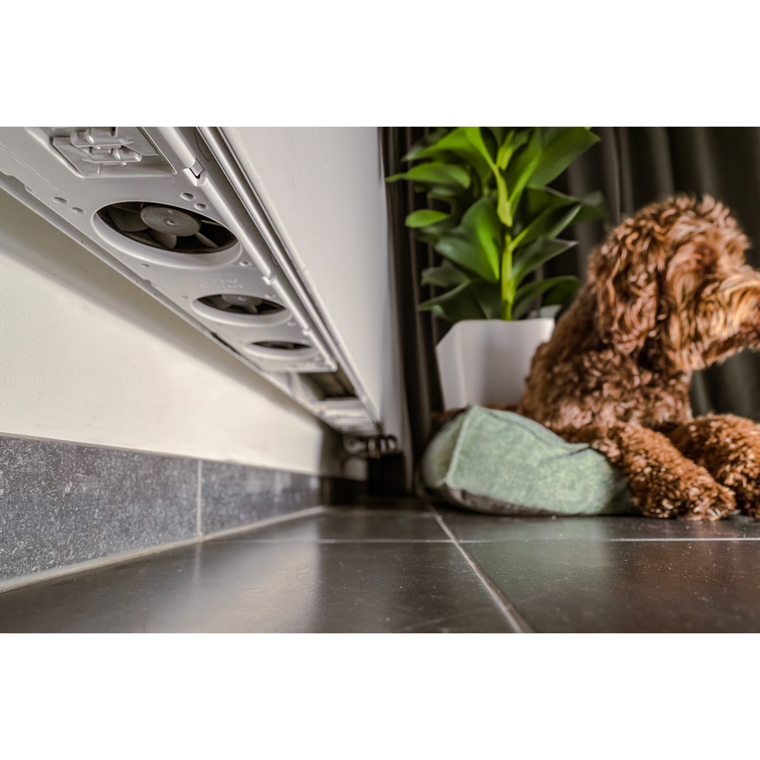 A dog sits on a green cushion near a radiator. A plant is in the background.