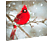 FAMILY DECOR LED-es fali kép, vörös pinty, 30 x 30 cm, 20 LED, hidegfehér (58478)