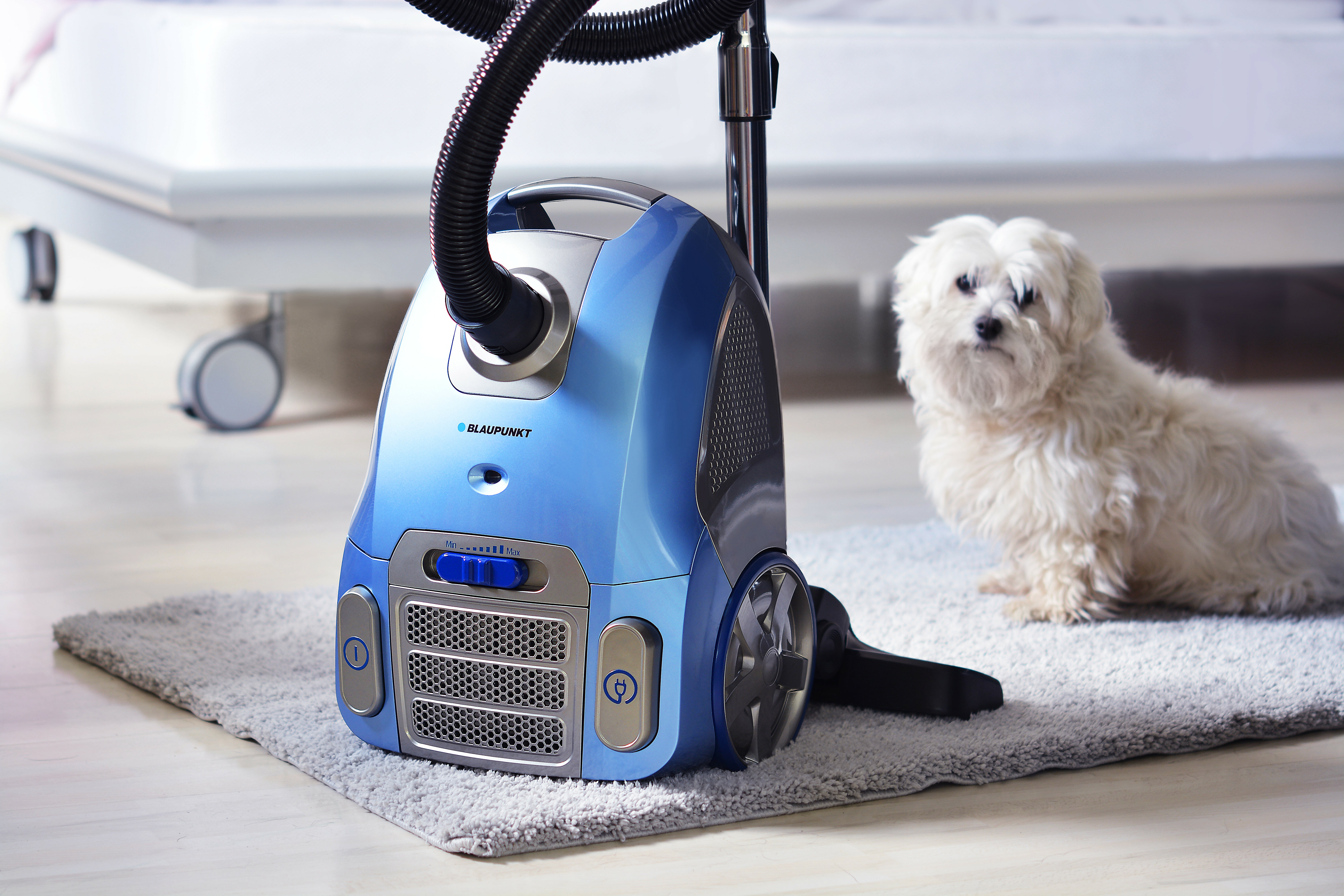 Niebieski odkurzacz na dywanie z małym białym psem w pobliżu. Pies patrzy w stronę kamery.