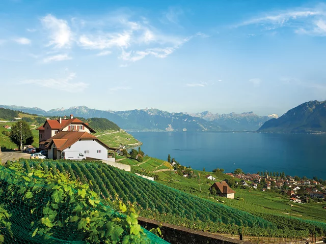 Vista panoramica di un lago e montagne. Vigneti verdi in primo piano.