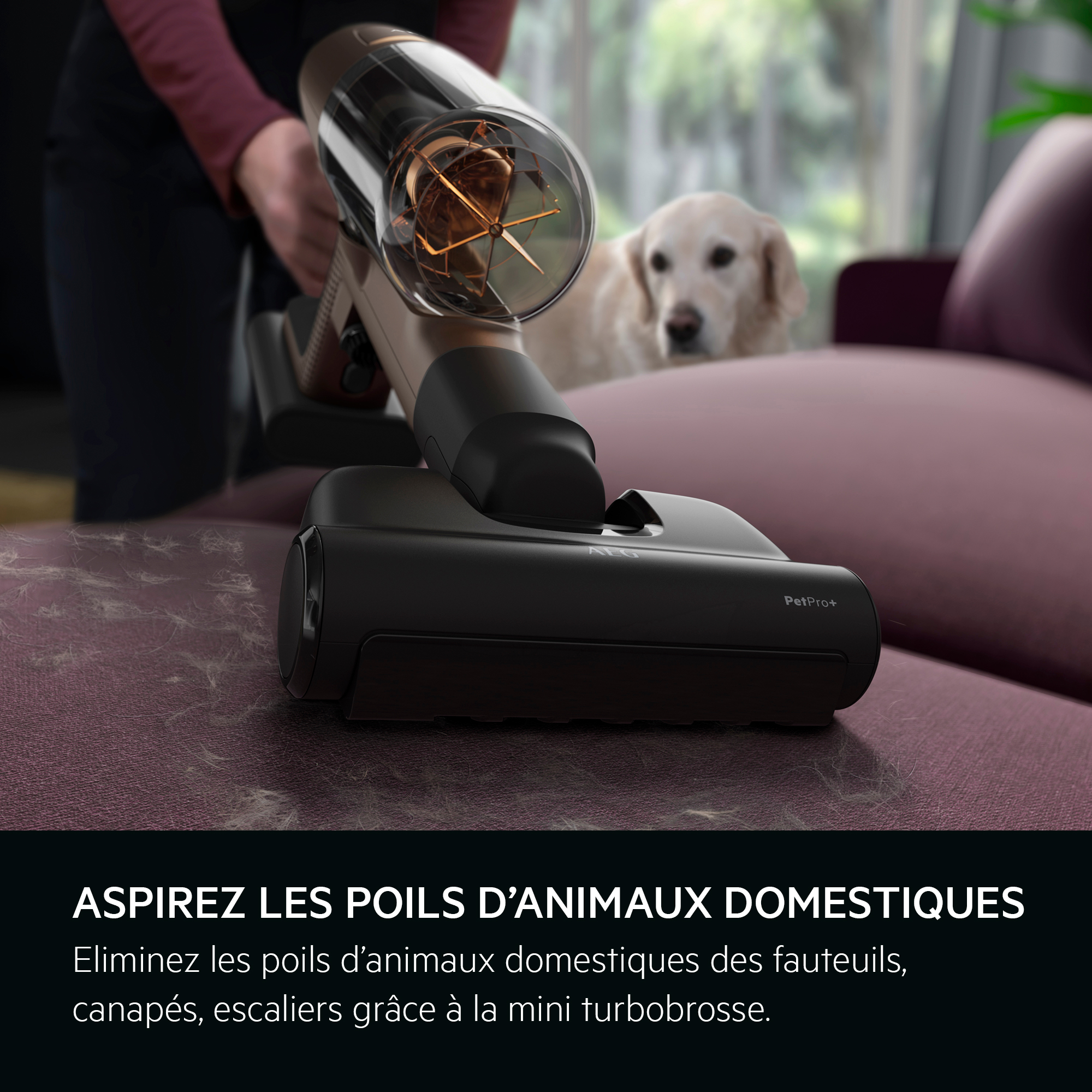 Personne passant l'aspirateur sur un canapé, un golden retriever en arrière-plan.