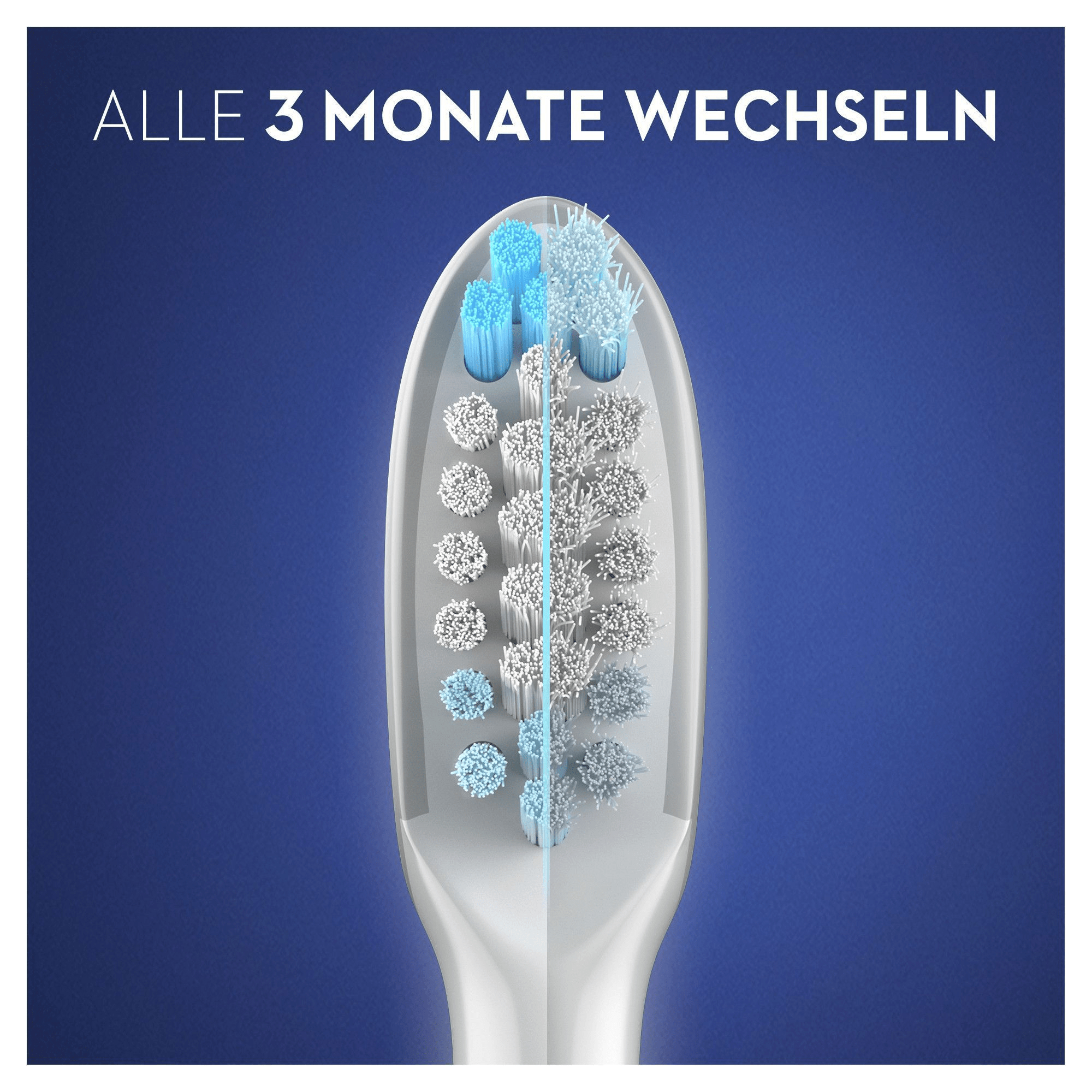Zahnbürstenkopf. Weiß mit blauen und weißen Borsten. Text: Alle 3 Monate wechseln.