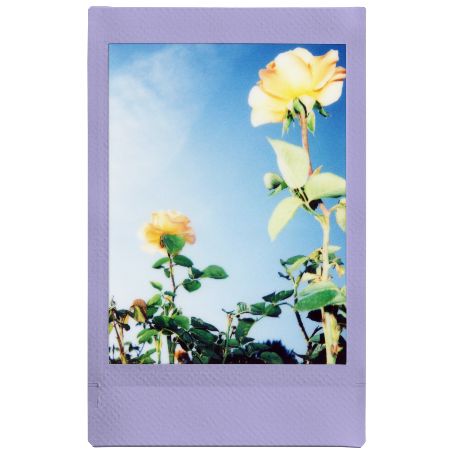 Photo Polaroid avec deux roses jaunes sur fond de ciel bleu. Feuilles vertes entourent les fleurs.