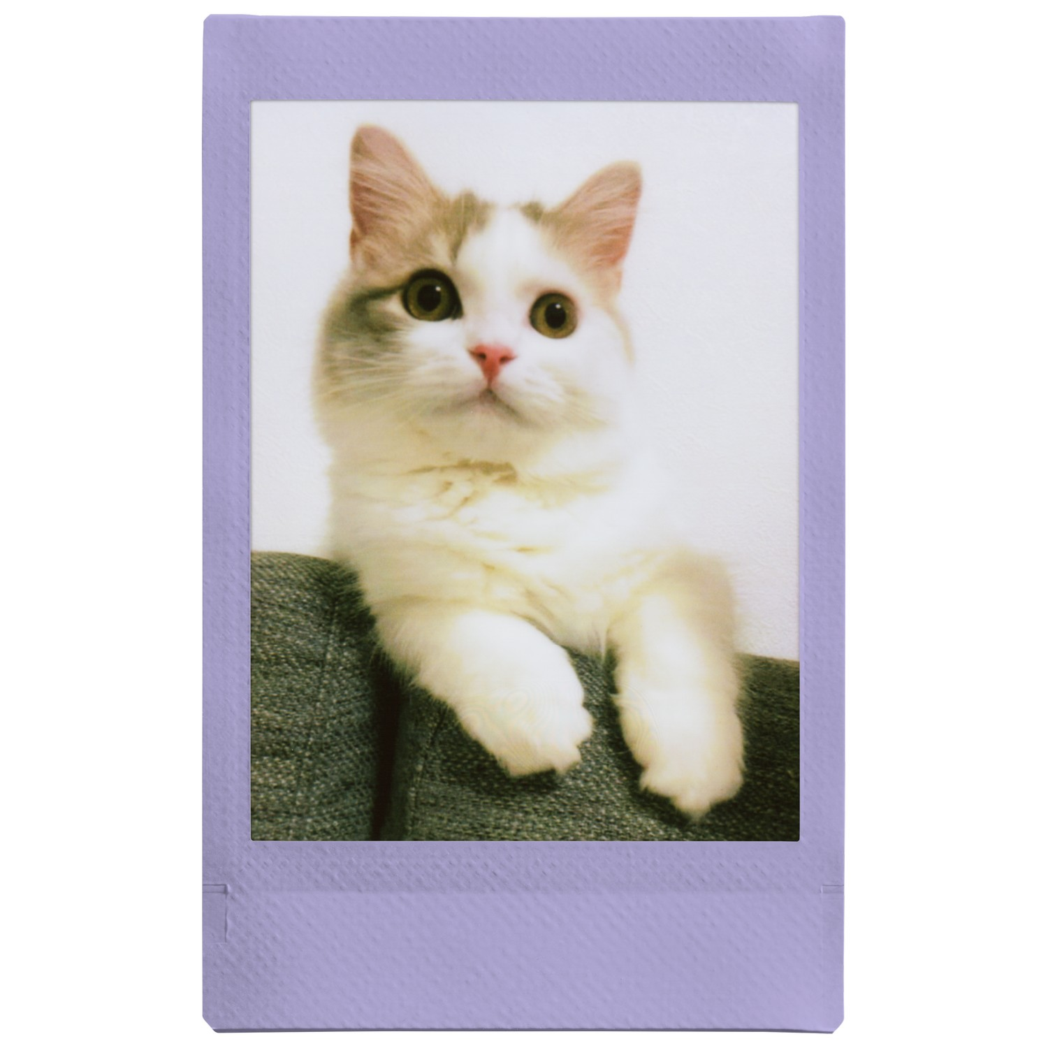 Un chat dans une photo de style polaroid. Le chat est blanc et gris, regardant la caméra. Le cadre est lilas clair.