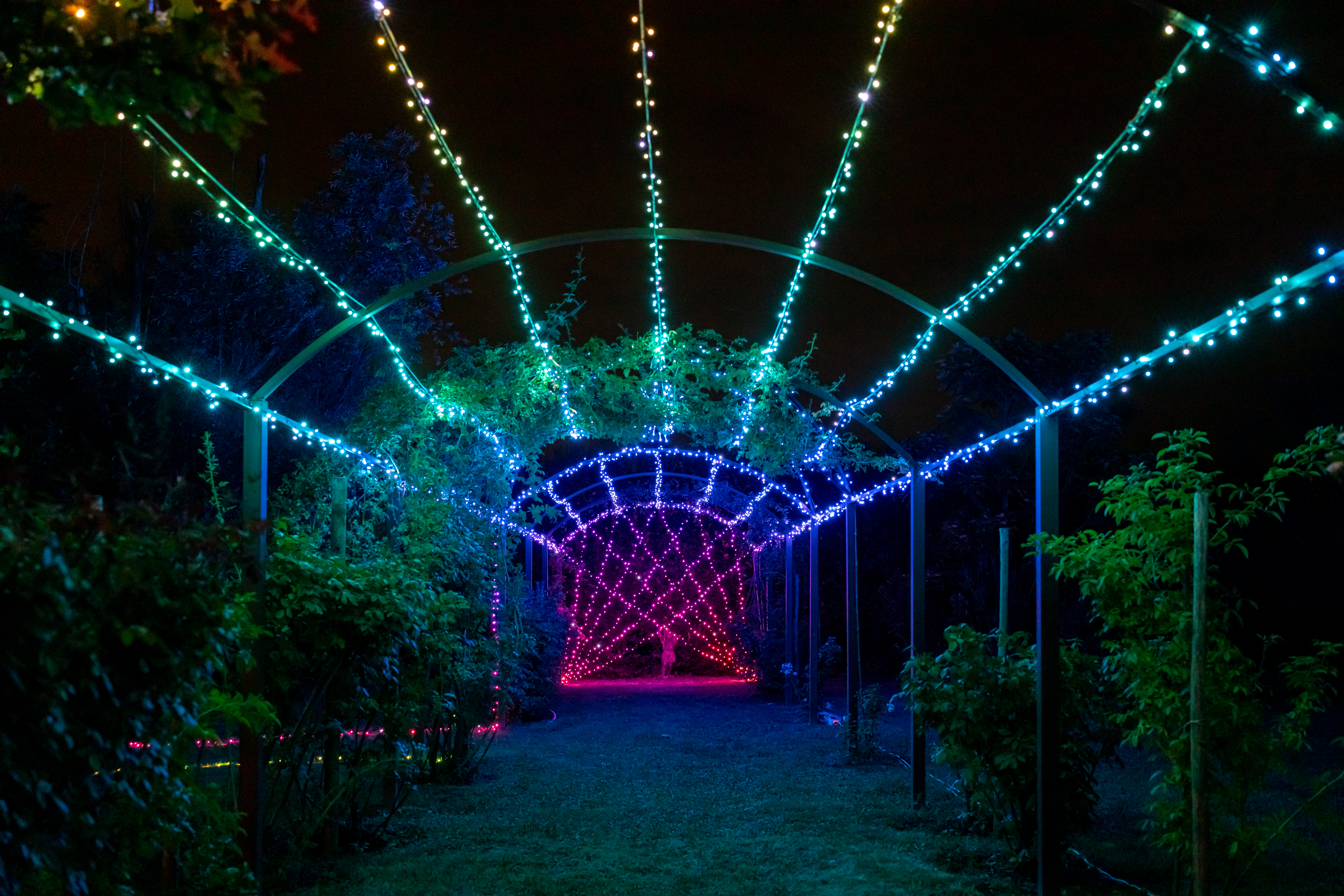 Ein nächtlicher Gartentunnel mit mehrfarbigen Lichtern, die sich über dem Weg wölben.